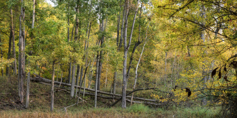 Tranquil Greenery