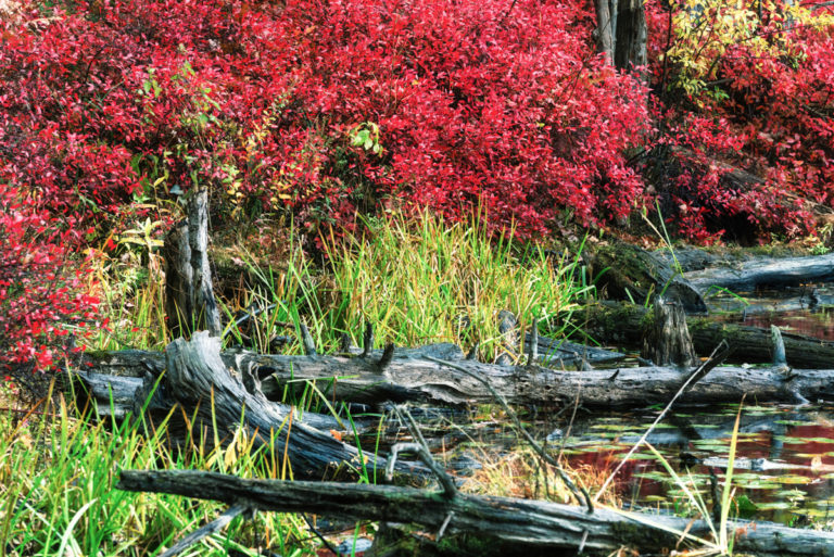 The Pond’s Edge