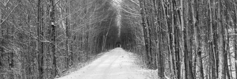 Serene Path Through the Trees