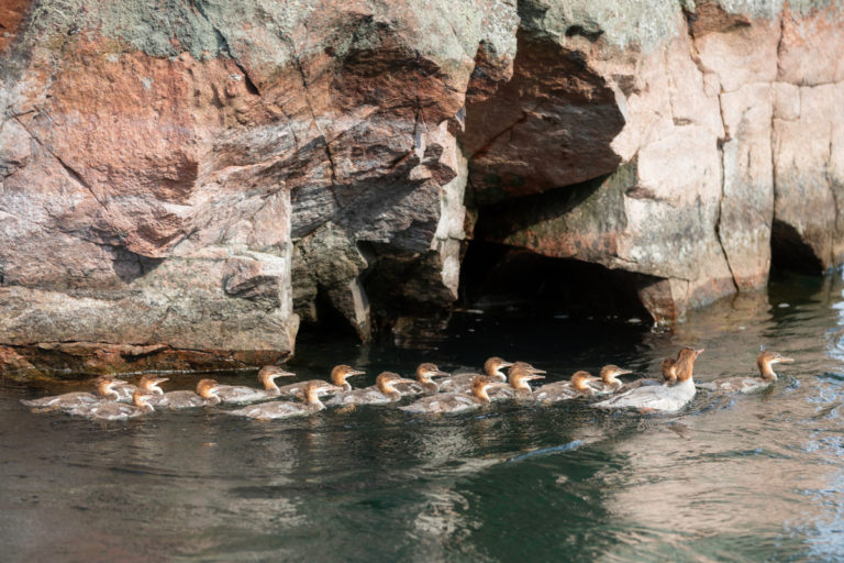 Mama Merganser and Ducklings