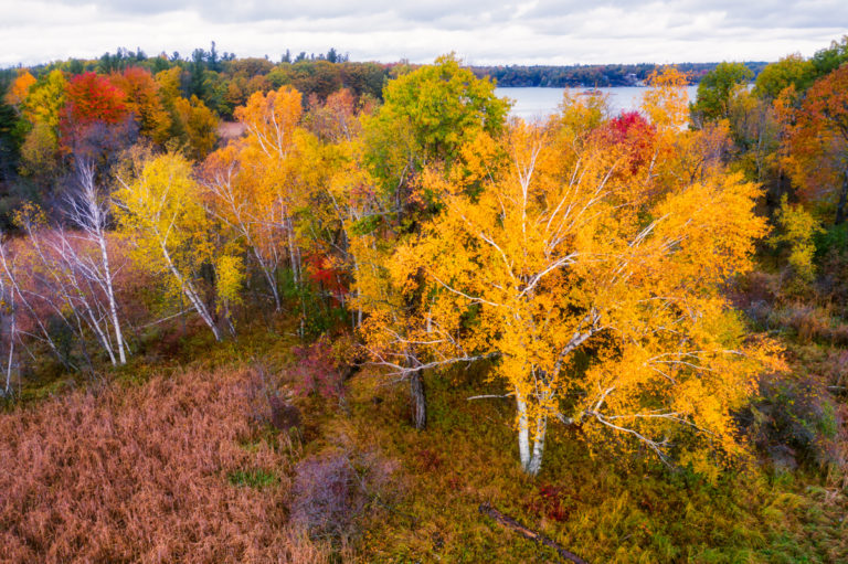 Ascending Autumn: Thousand Islands’ Vibrant Palette