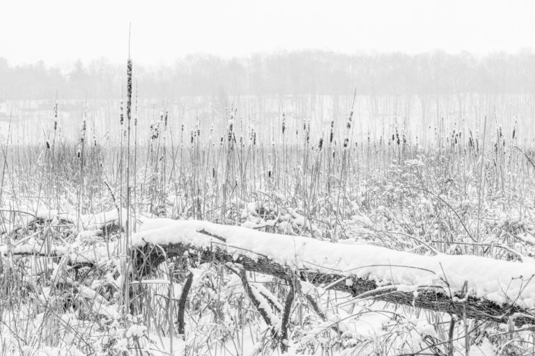 Fallen Tree and Whispering Reeds