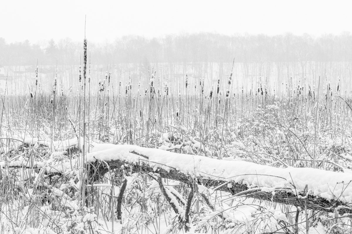 fallen-tree-and-whispering-reeds-duncan-co