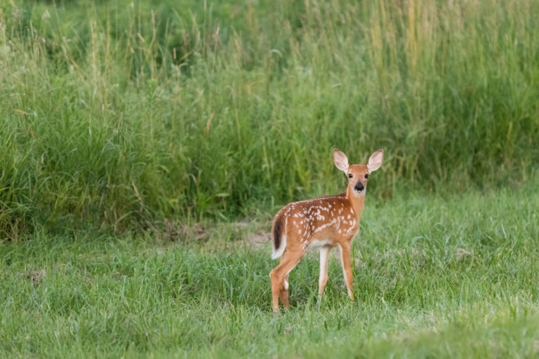 Fawn’s Inquisitive Stare