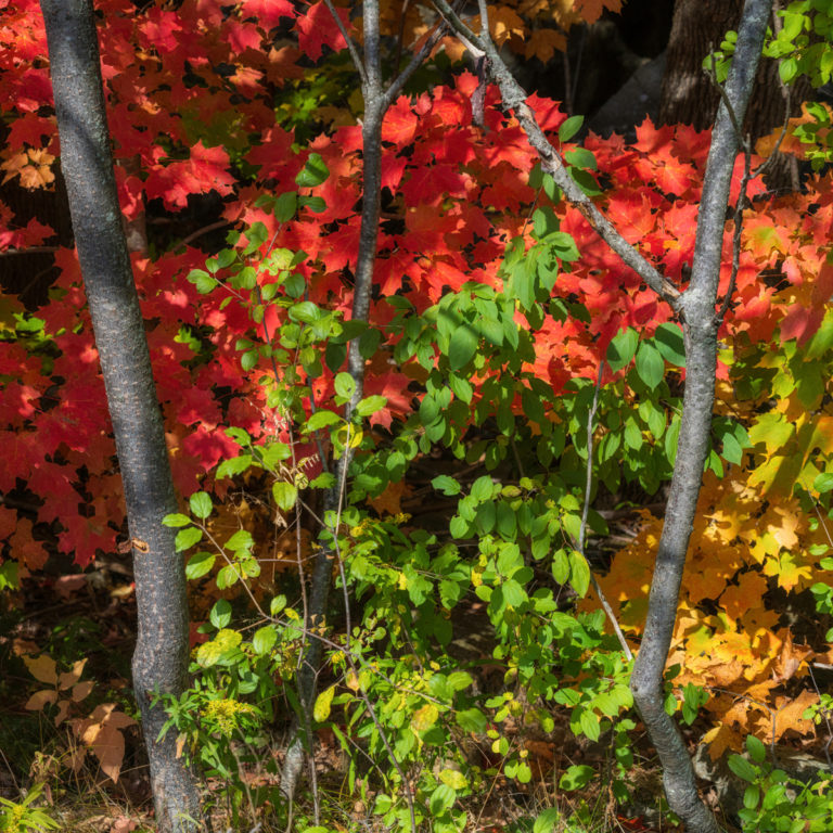 A Touch of Autumn