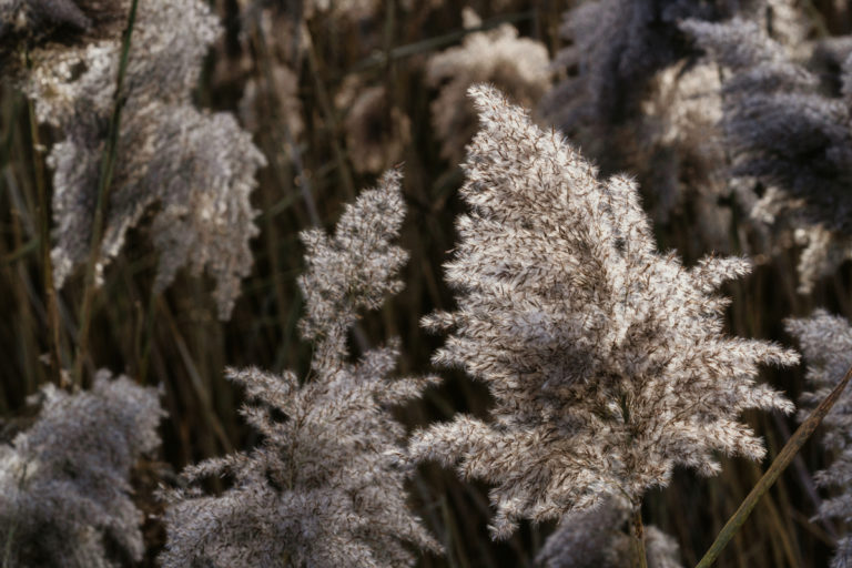 Radiant Common Reed