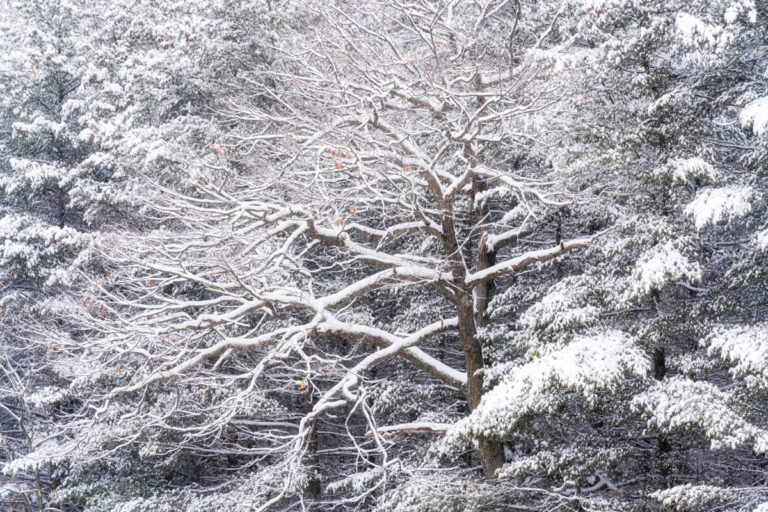 A Study in Branches
