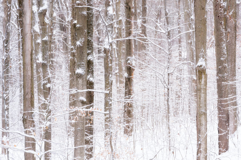 Frozen Forest Lines