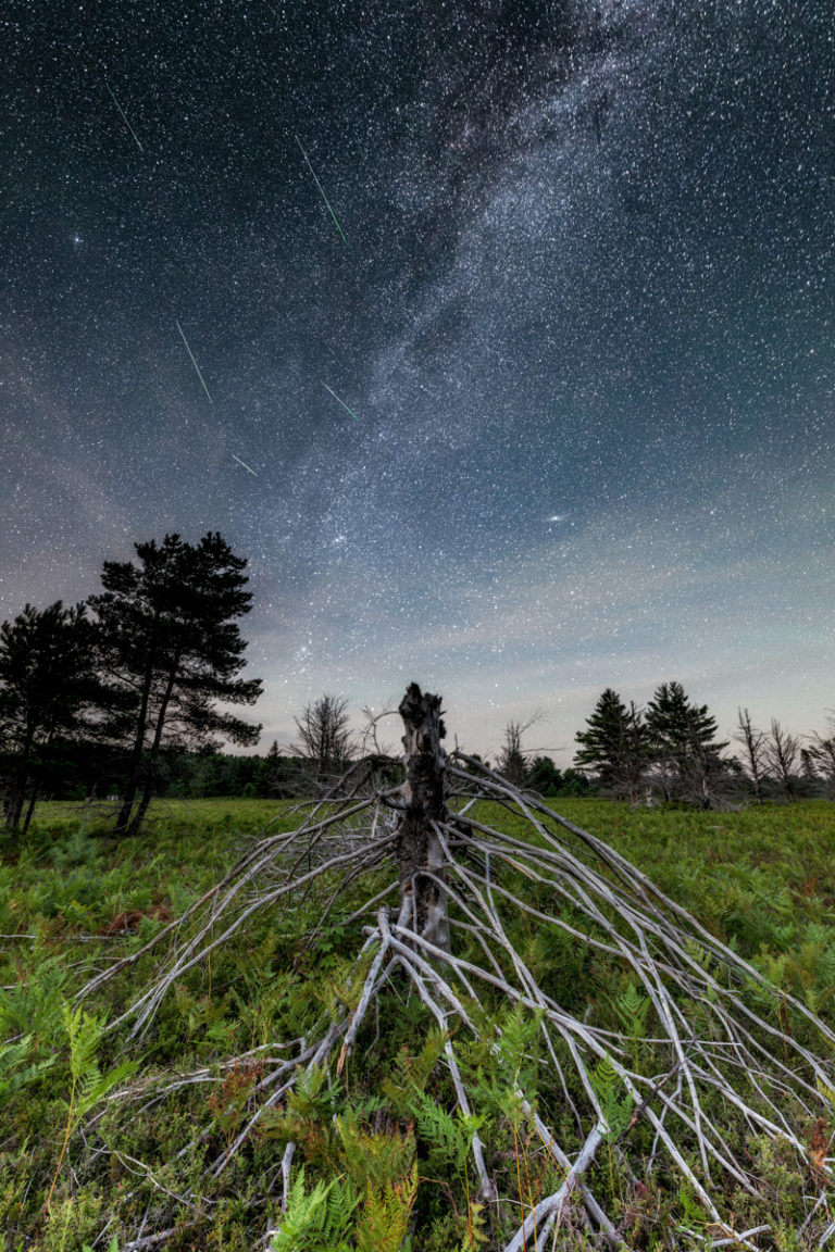 Perseid Meteor Shower over a Tree’s Elevated Roots