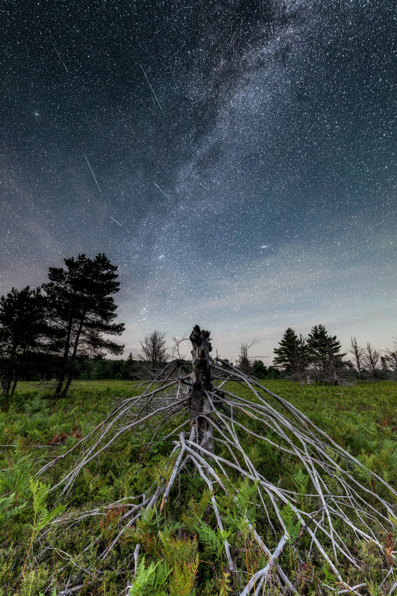 Perseid Meteor Shower over a Tree's Elevated Roots Duncan.co