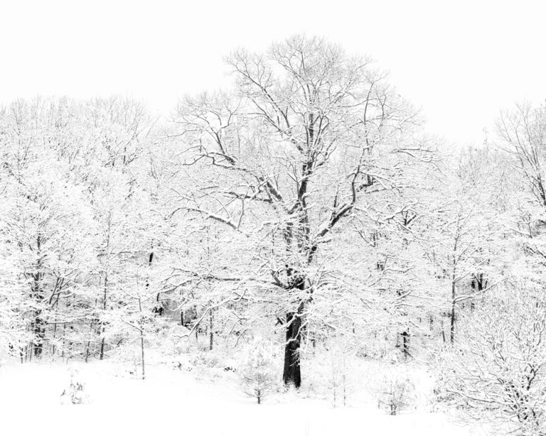 In the Stillness