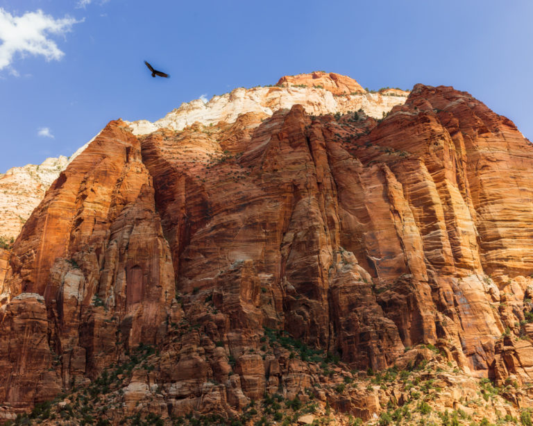 Timeless Shadows of Zion