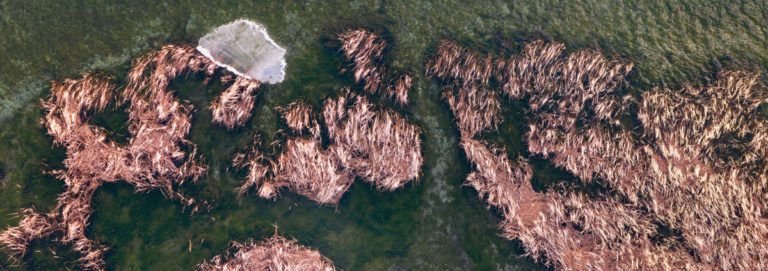 Nature’s Mosaic: Ice and Reeds