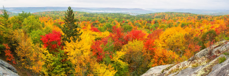 A Celebration of Colors in Algonquin Park