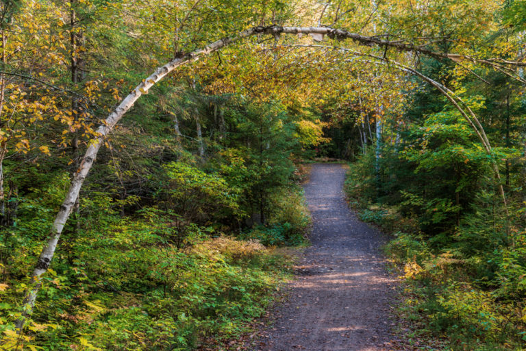 A Path Beneath the Trees