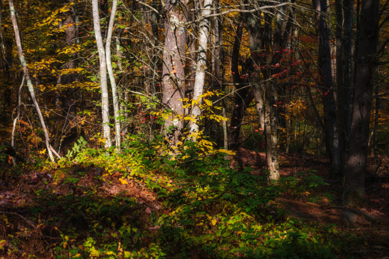 Luminous Heart of the Woods