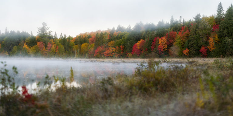 Algonquin’s Colorful Crescendo