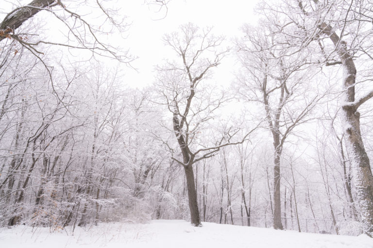 The Quiet of Snow