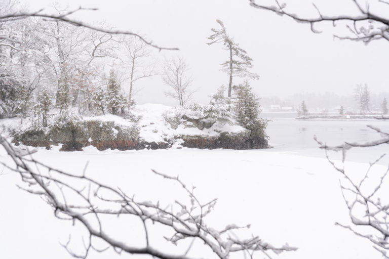 A Tree’s Winter Stand