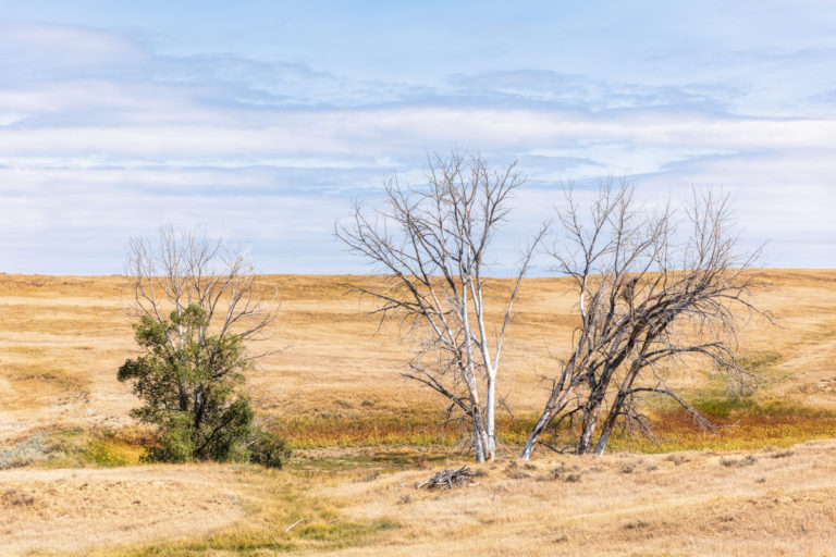 Fields of Gold: A Dry Elegy