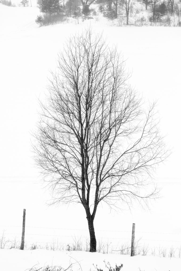 Snowy Silhouette of Lone Tree