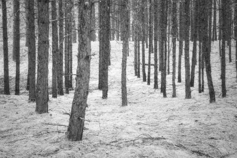 Parallel Forest