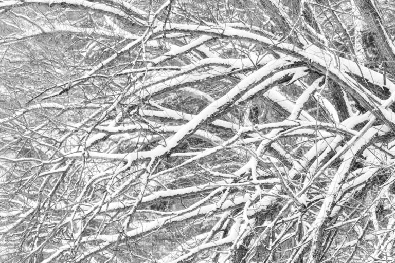 A Study in Branches 02