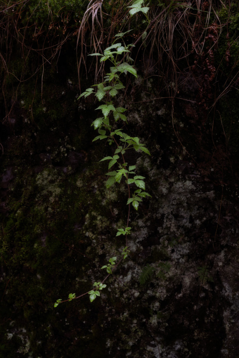 Green Whimsy