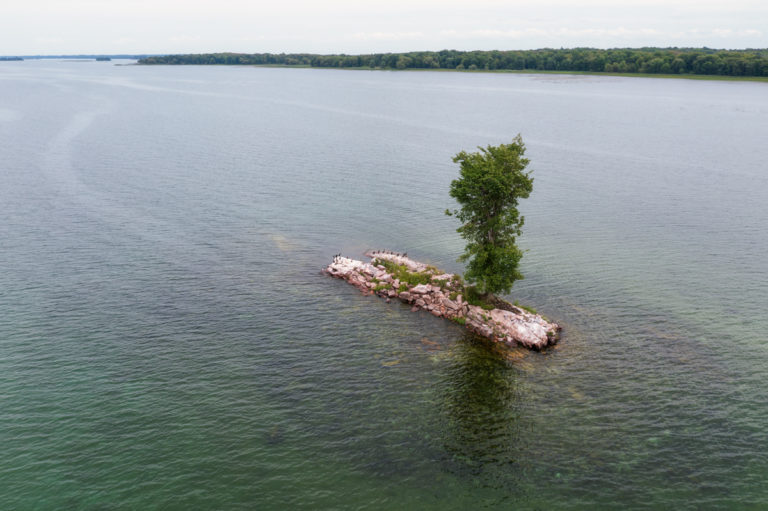 The Tree, the Birds, and the Island