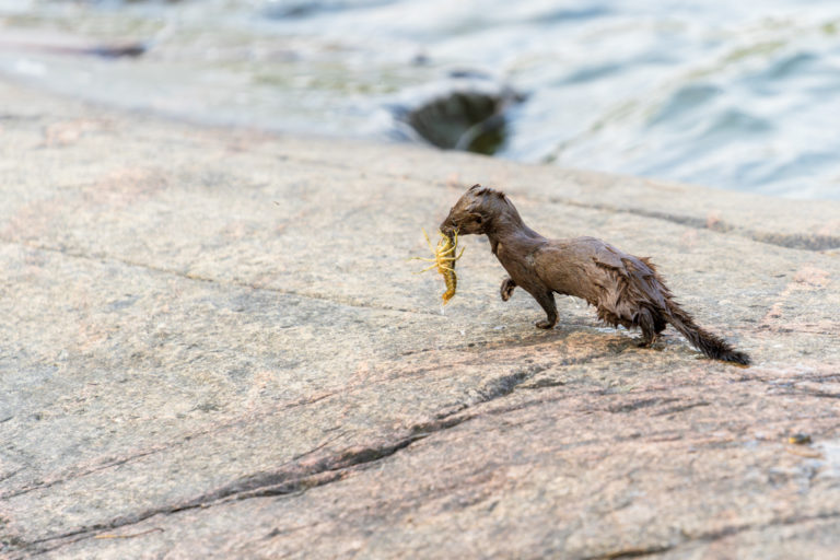 Scurrying Mink, Scavenged Crayfish