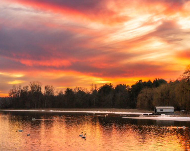 Swans Amidst Amber Skies