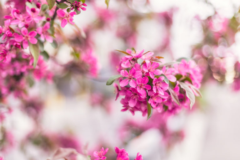 Tender Hues of Spring