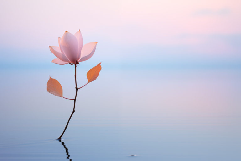 Serene Bloom