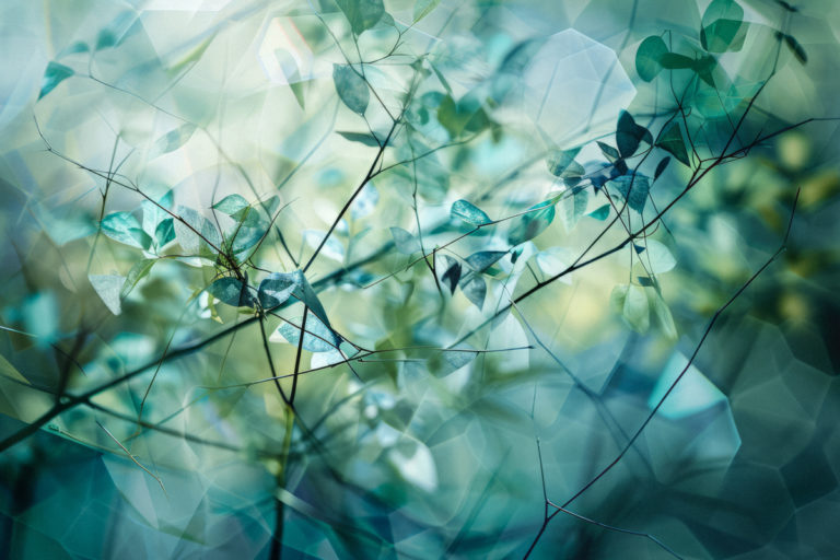 Learning Canopy