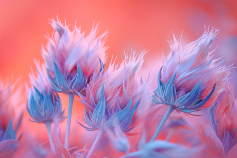 Alien Bloom