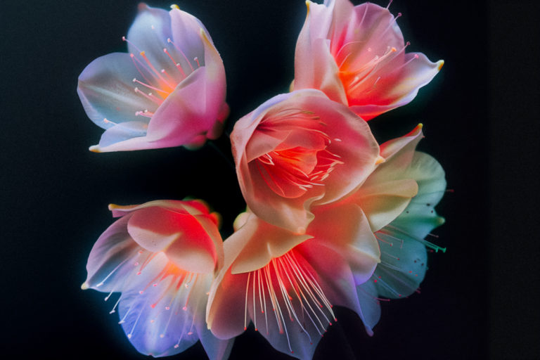 Floral Radiance: Emerging from Darkness