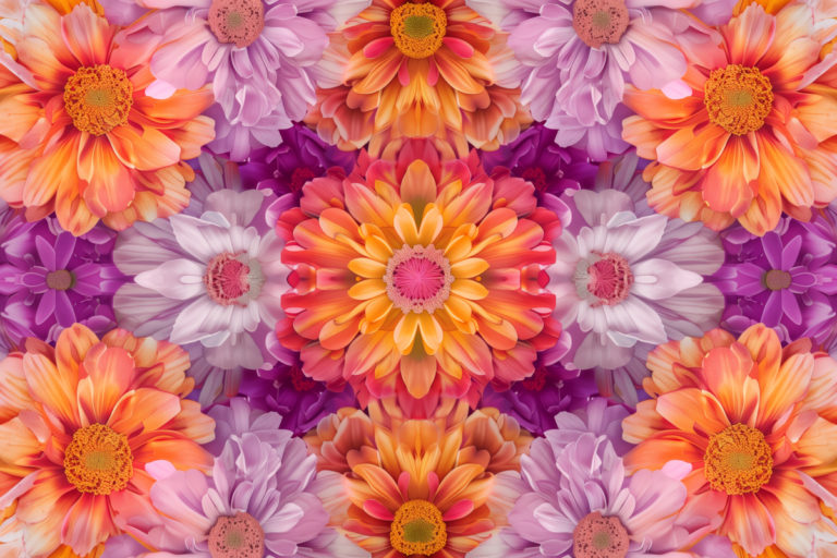 Petal Stories