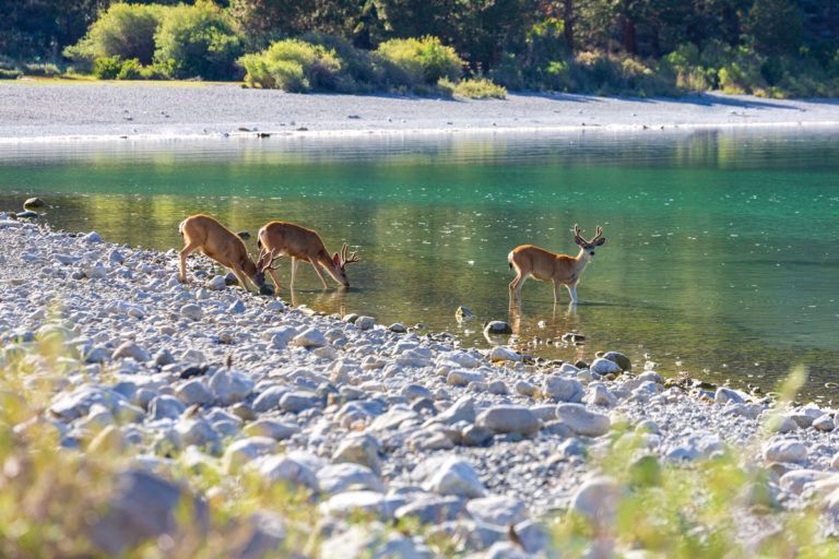 Three Deer Drinking by June Lake at Sunrise