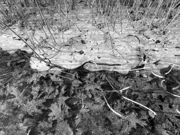 Leaves Trapped in Frozen Ice