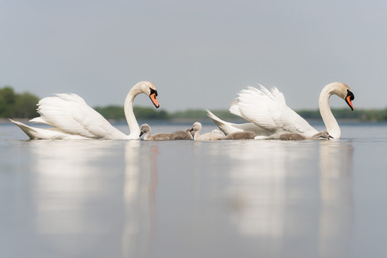 Swan Family in the 1000 Islands: Wildlife Photography of Parenting in Nature