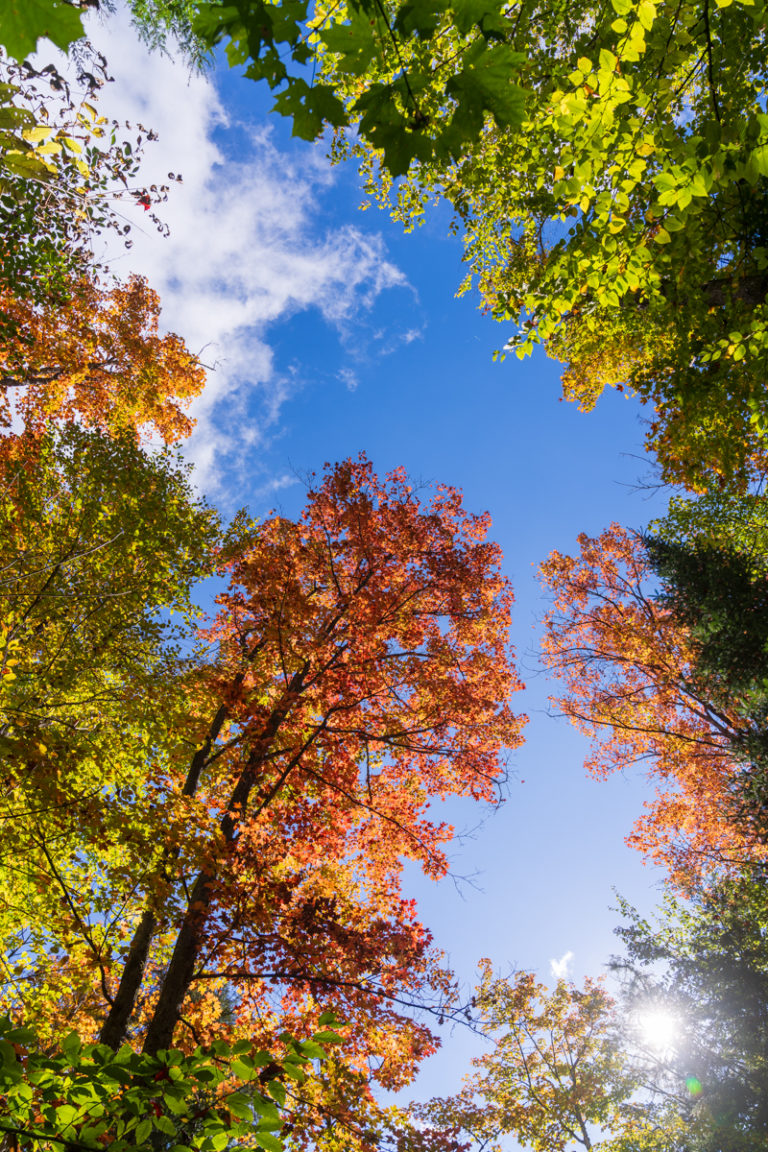 Fiery Fall Leaves Framing a Clear Blue Sky