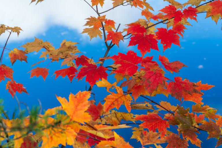 Bright Autumn Leaves with Sky Reflection