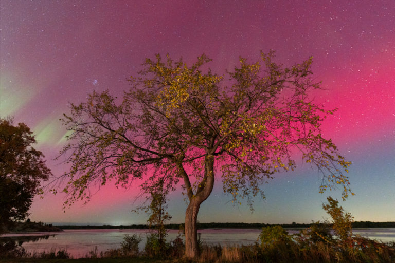 Night of Dancing Lights: Aurora over Autumn Tree