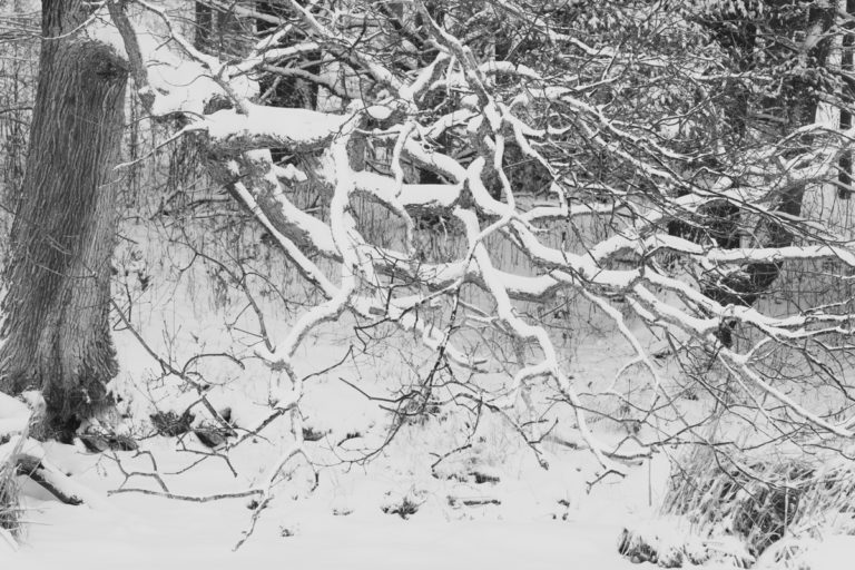 Snow-Laden Branch in a Winter Landscape