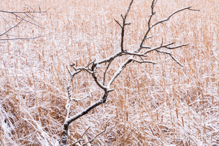 Snow-Laden Branch in a Quiet Winter Marsh