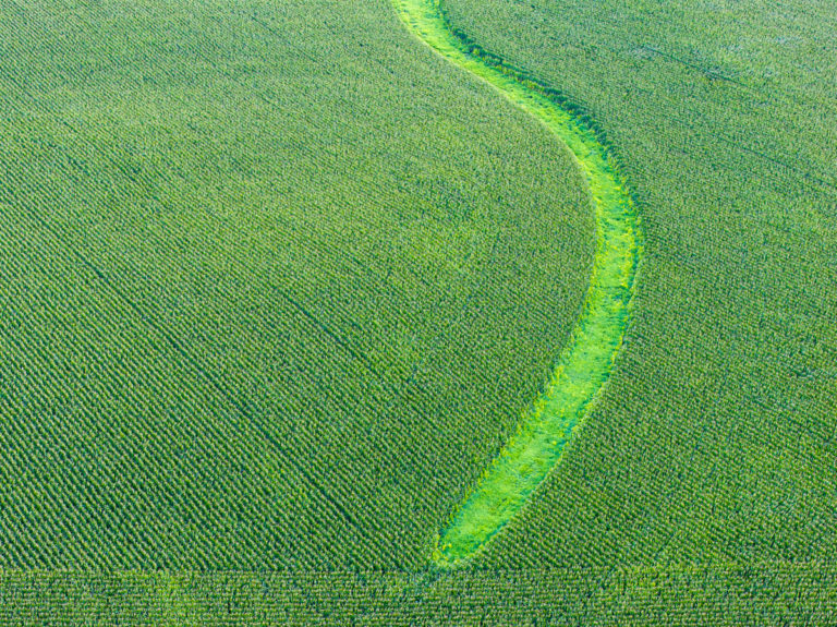 Curved Path Through Green Cornfield