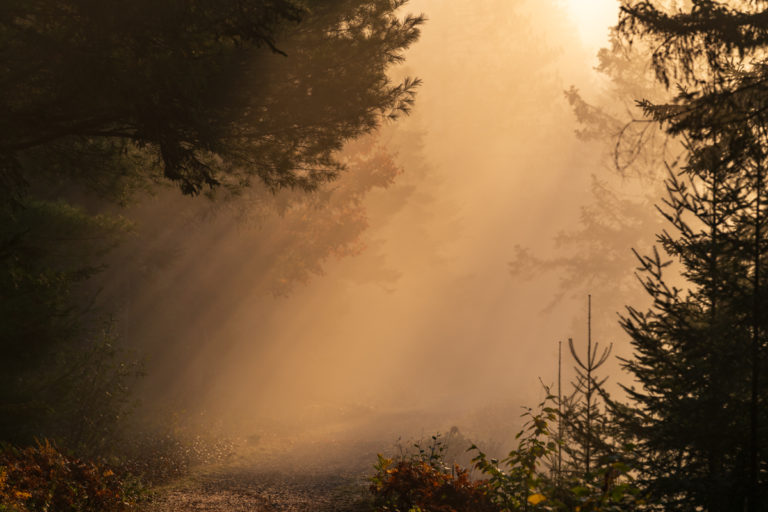 Golden Morning Light Streaming Through Forest Trees
