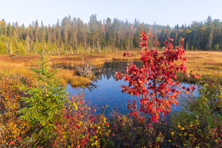 Autumn Marshland with Vibrant Red Foliage