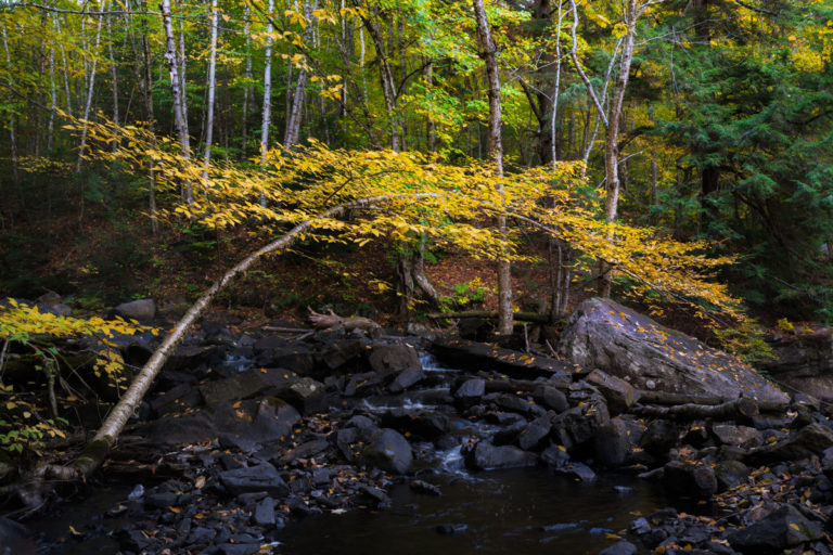 Tree with Yellow Leaves Bending Over Stream