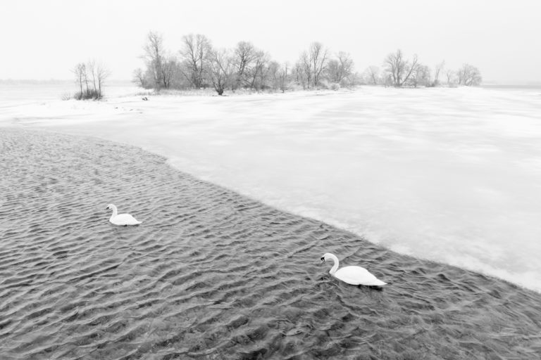Swans on the Icy St. Lawrence River with Corn Island